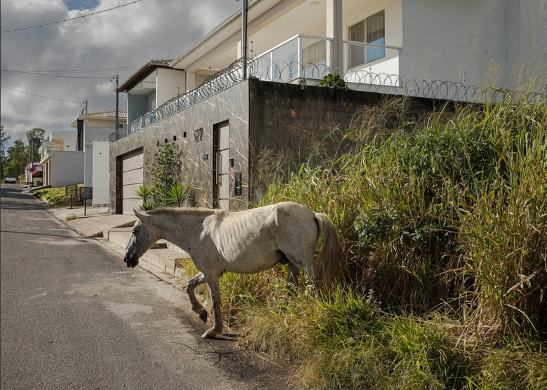 Image of Feral Horses of Diamantina, Minas Gerais, Brasil