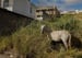 Image of Feral Horses of Diamantina, Minas Gerais, Brasil