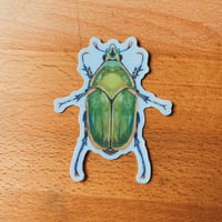 june bug