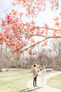 3/23 Saucer Magnolia Trees