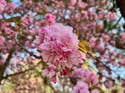 4/13 Kwanzan Cherry Blossoms