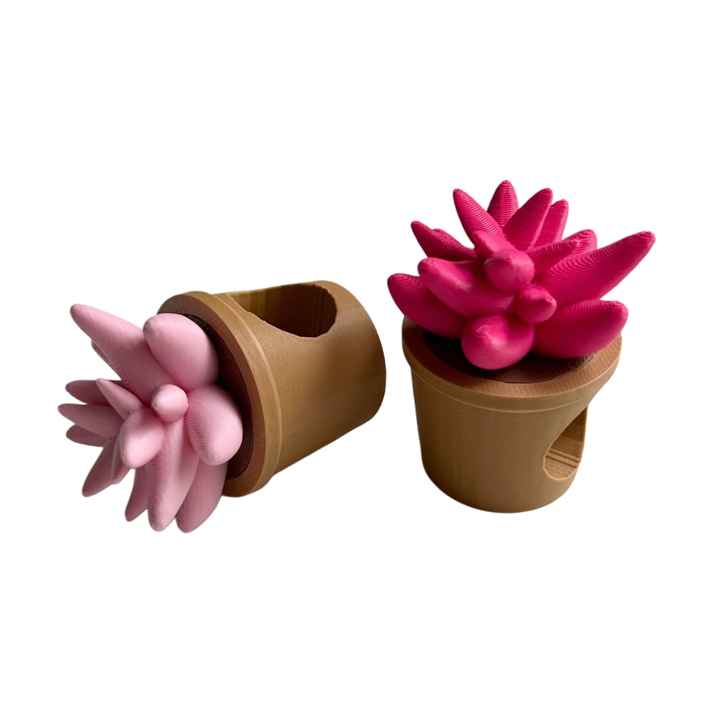 FHOS - Cactus and Succulents