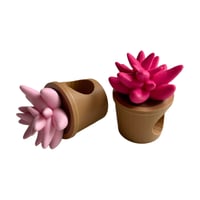 Image 2 of FHOS - Cactus and Succulents