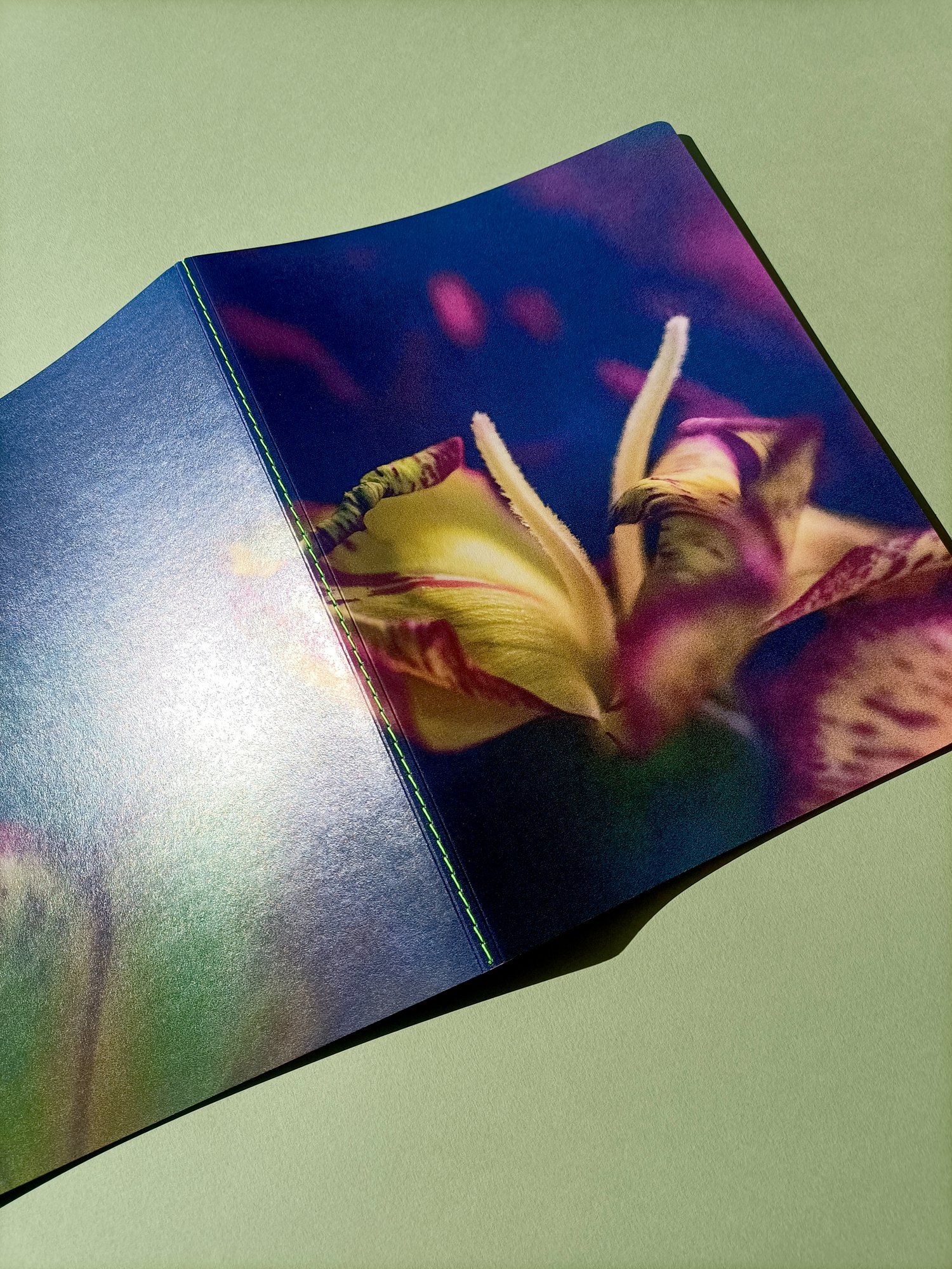 Image of Lilium en Suspensión