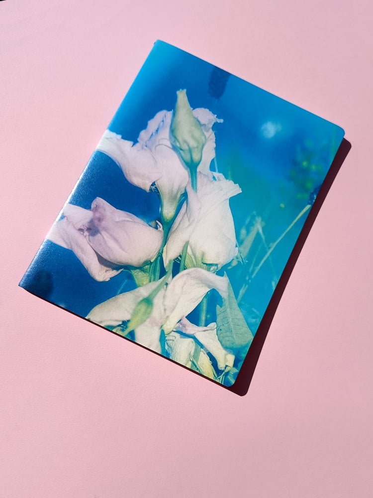 Image of Lisianthus en Suspensión