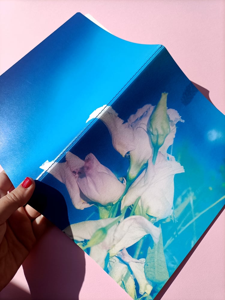 Image of Lisianthus en Suspensión