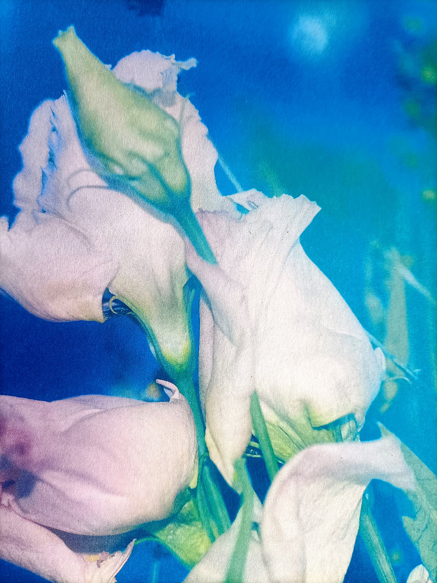 Image of Lisianthus en Suspensión