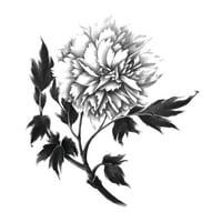 Image 1 of PAEONIA SUFFRUTICOSA