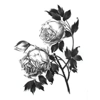 Image 1 of ROSA