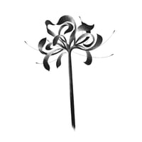 LYCORIS RADIATA
