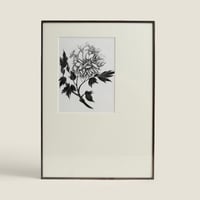 Image 3 of PAEONIA SUFFRUTICOSA