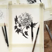 Image 2 of PAEONIA SUFFRUTICOSA