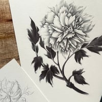 Image 4 of PAEONIA SUFFRUTICOSA