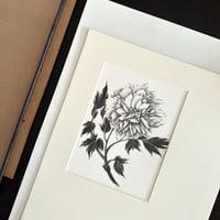 Image 5 of PAEONIA SUFFRUTICOSA