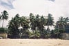 Palm Trees 
