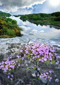 Fairy foxgloves on the bridge exclusive print