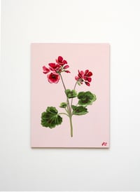 Image 1 of Geranium V