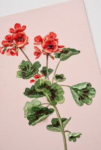 Image 3 of Geranium IIV