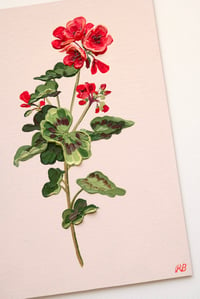 Image 3 of Geranium IV