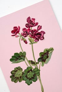 Image 3 of Geranium II