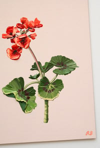 Image 3 of Geranium I