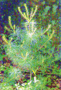 "New Growth" Note Card