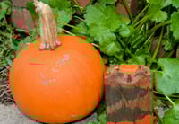 Image 2 of Granny's Pumpkin Caramel Delight         