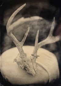 Deer Antlers