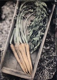 Carrots in a Box