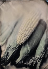 Yellow Summer Corn