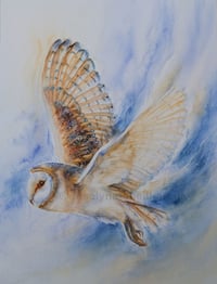 Image 1 of Barn Owl 