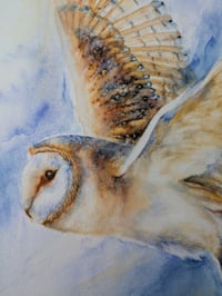 Image 3 of Barn Owl 