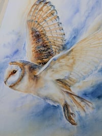 Image 2 of Barn Owl 
