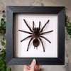 LARGE! Brazilian salmon pink tarantula