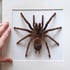 LARGE! Brazilian salmon pink tarantula Image 2