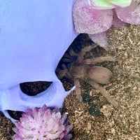 Image 8 of FHOS - Large Hides / Accessories 