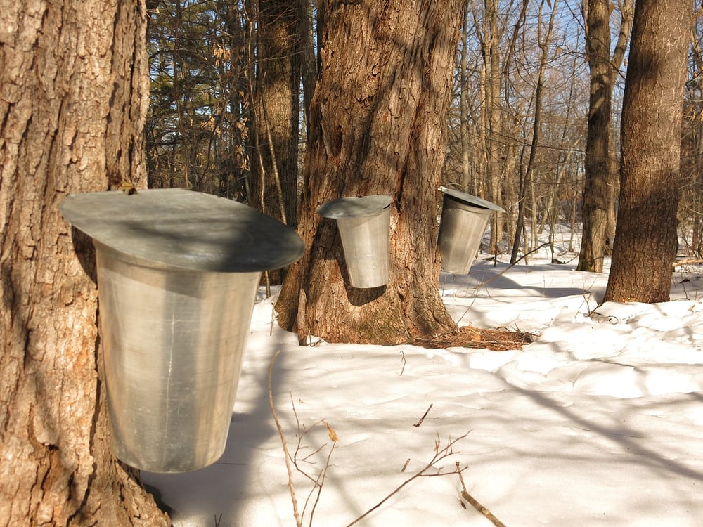 WILD SAPPED BY NATURE Maple Sugar/Cream/Syrup. Anxiety-Probiotic-Prostate-Anemia-Detox