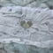 Image of Heart
