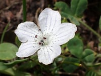 Baby Blue Eyes : Nemophila menziesii
