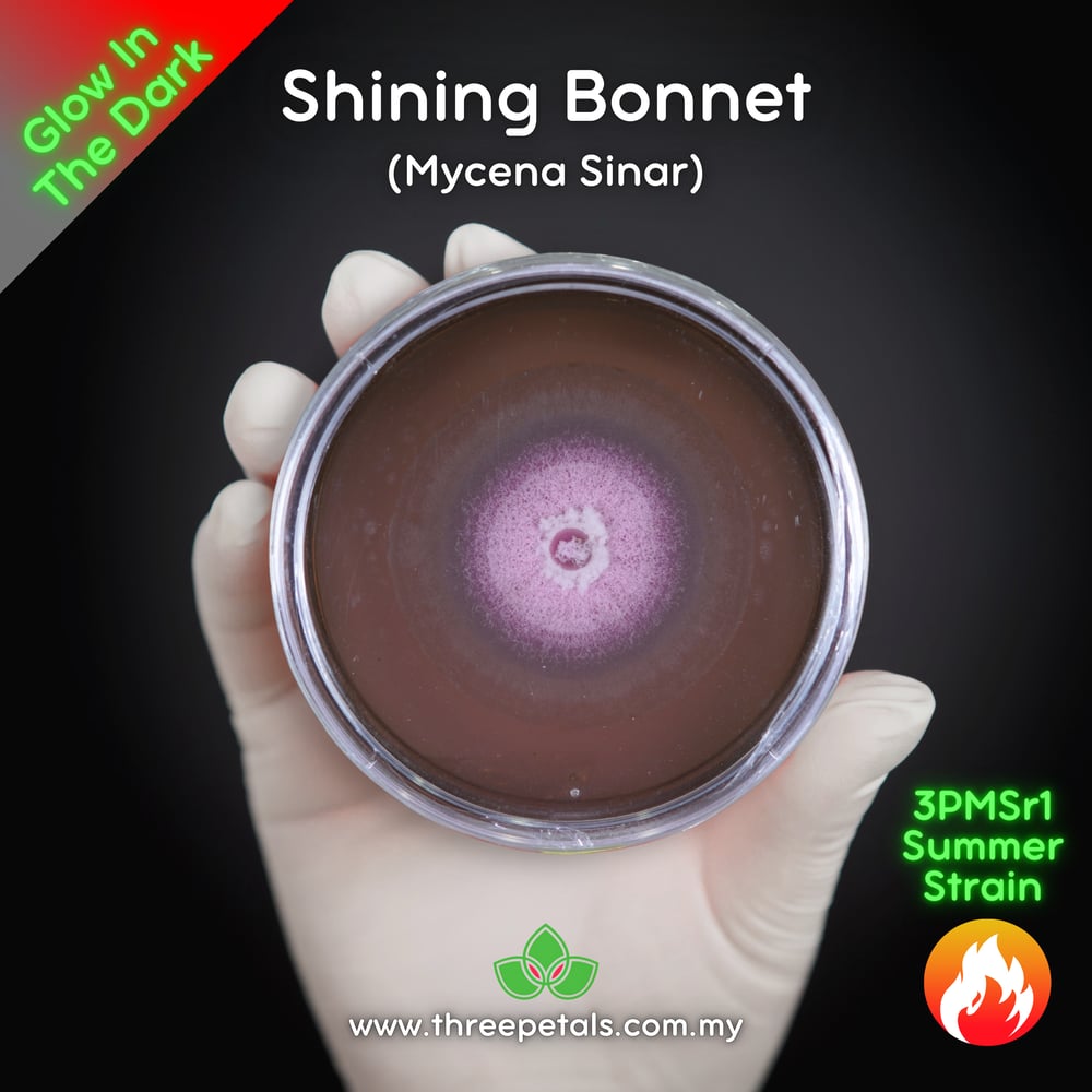 Shining Bonnet (Mycena Sinar) Live Mycelium Mushroom Culture Spawn