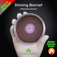 Image 1 of Shining Bonnet (Mycena Sinar) Live Mycelium Mushroom Culture Spawn