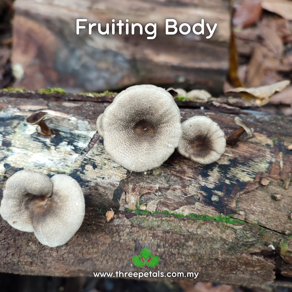 Hairy Oyster (Panus Lecomtei) Live Mycelium Mushroom Culture Spawn Seed