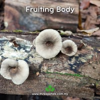 Image 2 of Hairy Oyster (Panus Lecomtei) Live Mycelium Mushroom Culture Spawn Seed