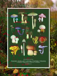 Image 3 of British Mushroom and Fungi Poster