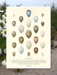 Image 2 of British Seabirds Eggs Poster 