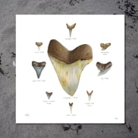 Image 2 of Fossil Shark Teeth Collection Fine Art Print