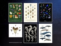 Image 4 of British Mushroom and Fungi Poster