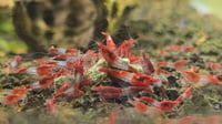 Image 1 of Red Rili Neocaridina Shrimp