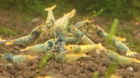 Image 2 of Blue Steel Caridina