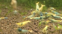 Image 3 of Blue Steel Caridina